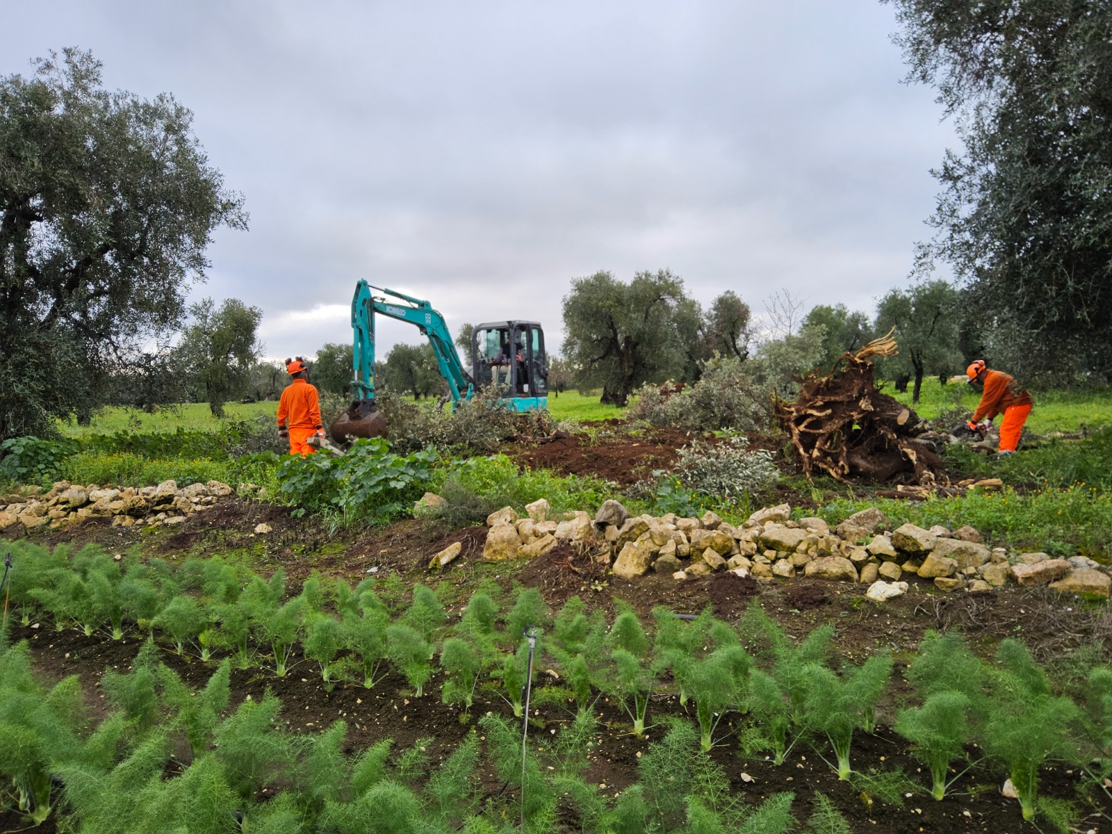Galleria Xylella fastidiosa: completato l’espianto dell’ulivo infetto in agro di Bitonto - Diapositiva 5 di 6
