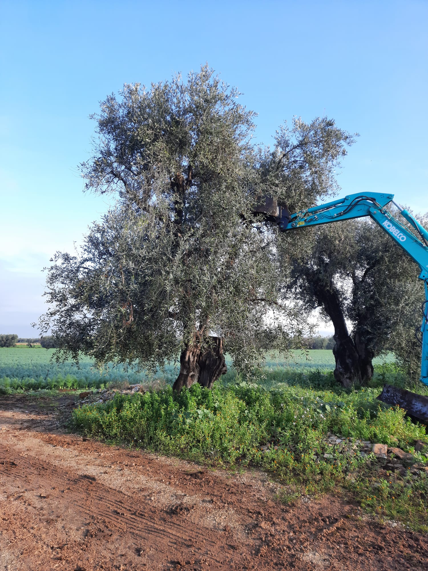 Galleria Xylella fastidiosa: completato l’espianto dell’ulivo infetto in agro di Bitonto - Diapositiva 2 di 6